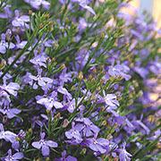 Laguna™ Sky Blue Lobelia